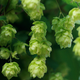 Illustration for article titled Wet Hop Beer: The Real Seasonal Brew You Should Be Drinking This Fall
